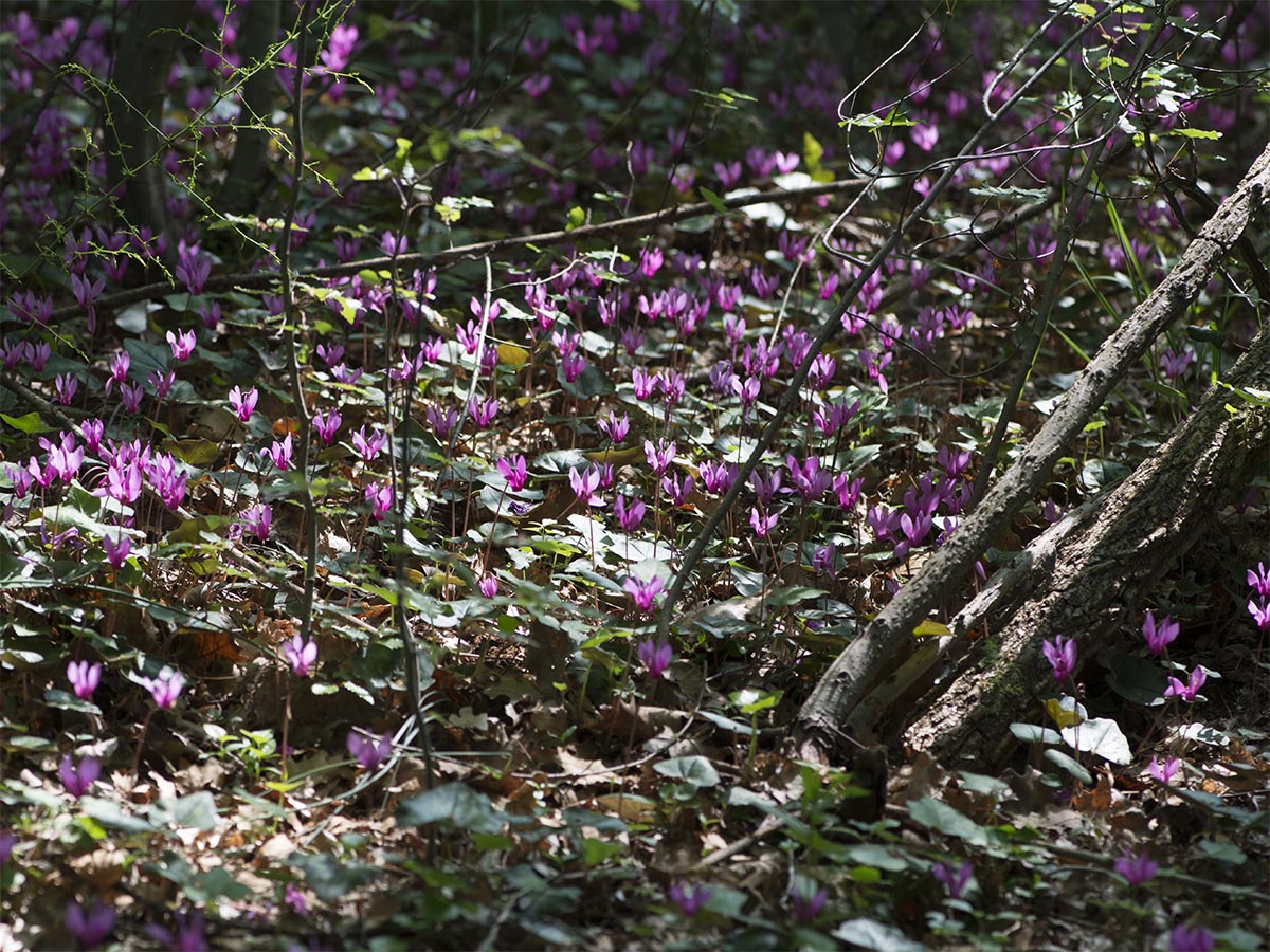 Cyclamen repandum